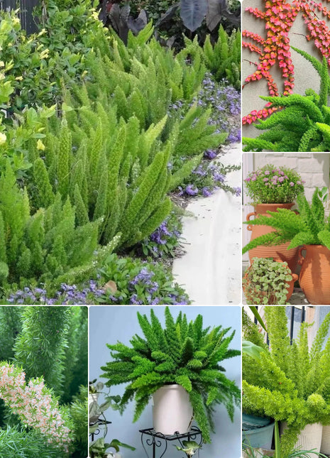 Asparagus Meyeri 'Foxtail Fern' Seeds