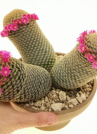 The Mammillaria Matudae Cactus Flower Plant Seeds