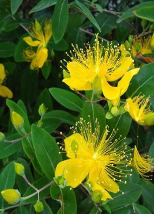 Yellow Hypericum Flowers seeds