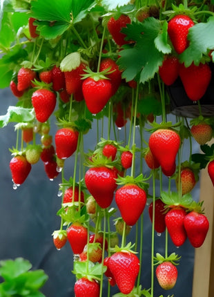 Strawberry Cream Seeds