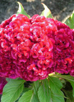 100pcs DWARF CORAL GARDEN MIX COCKSCOMB