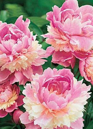 10Pcs Chinese Peony Flower Seeds Perennial Paeonia Suffruticosa Bonsai Plants Home Garden