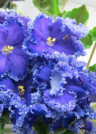 African Violet - saintpaulija Reigning Beauty