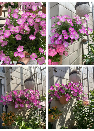 🌸The Latest Petunia Varieties In 2024