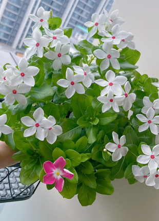 🌸Periwinkle—Blooms All Year Round