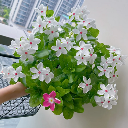 🌸Periwinkle—Blooms All Year Round