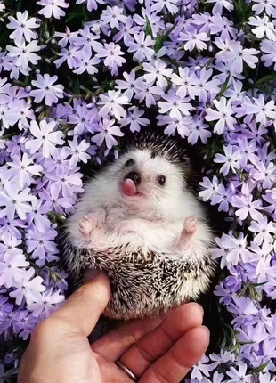 💐Vibrant Tapestry of Color ✨Creeping Phlox Seeds, Shibazakura Seeds