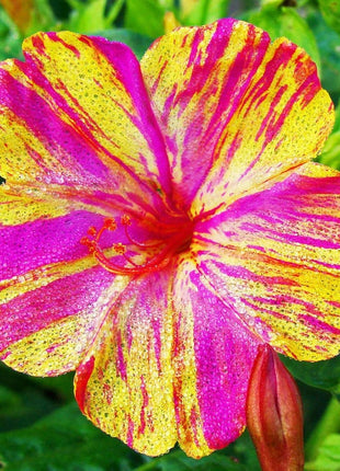 Marvel of Peru Four O' Clock Seeds | Garden Flower Broken Color Changing Transform Pink Rainbow Plant Leaf Seed 2022 Season Fast Shipping