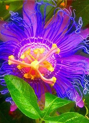 Egrow 50Pcs/Pack Passion Flower Seeds Garden Rare Passiflora Incarnata Fruit Plants Seeds