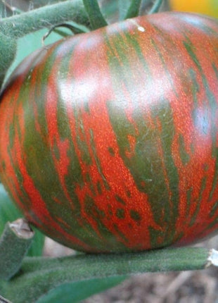 Rare Organic Vegetable Tomato Seeds "Black Zebra" (Lycopersicon esculentum Mill)