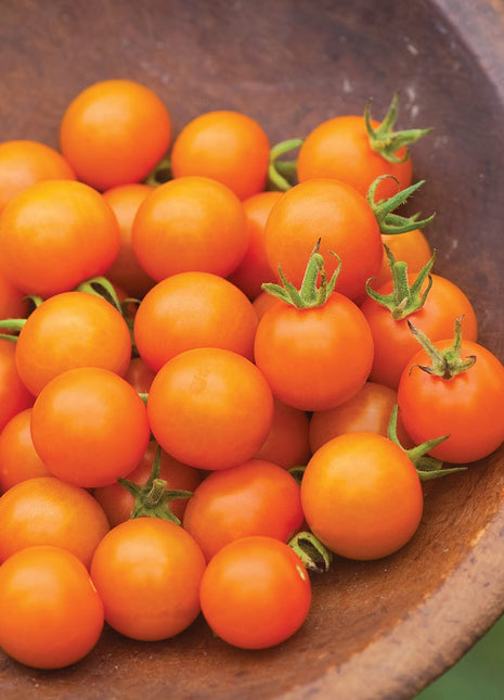 Sungold Tomato,Cherry Tomato Seeds