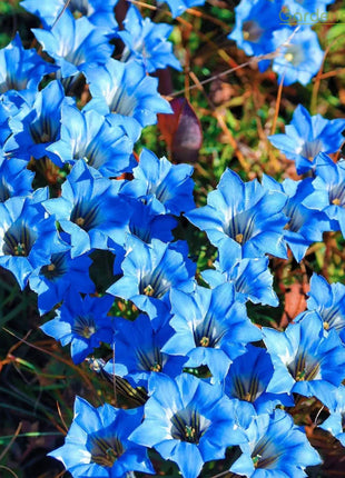💙Plateau Elf Gentiana - Heart Of The Ocean💦
