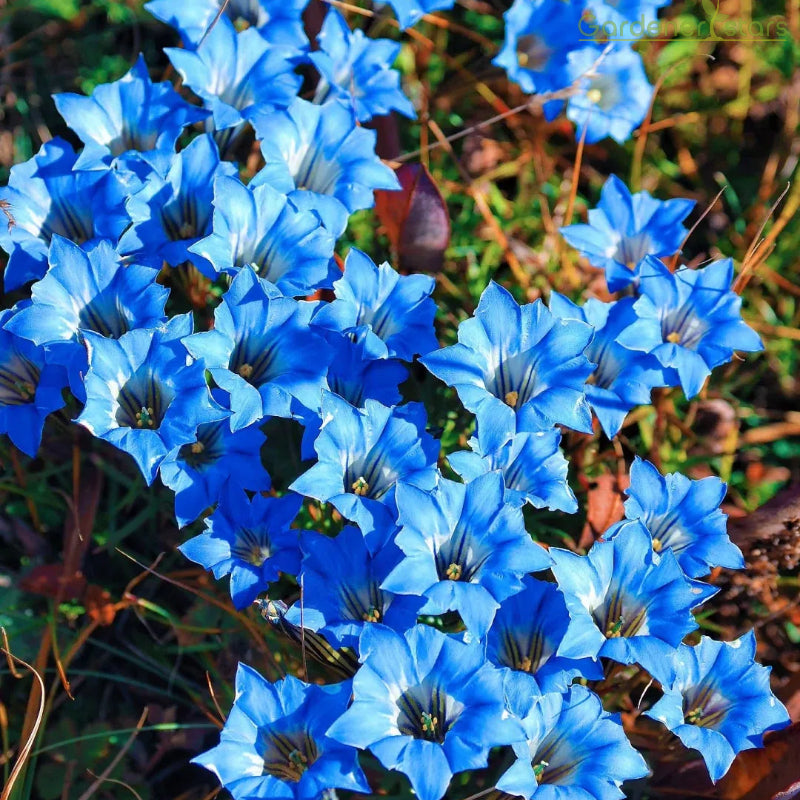 💙Plateau Elf Gentiana - Heart Of The Ocean💦