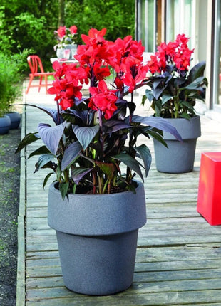 Canna Lily flower seeds, perennial, beautiful bonsai plant