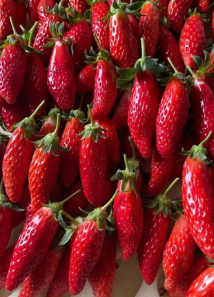 Rare Chili Strawberry Fruits Seeds