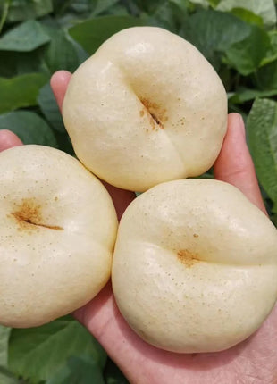 Nectarine Flat Seeds