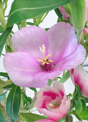 Clarkia amoena, Farewell-to-Spring