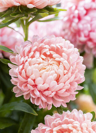 Aster Seeds (Peony Duchess) - Apricot