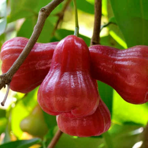 Wax-apple Fruit Seeds🍹