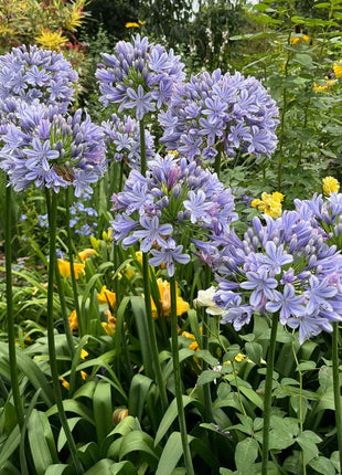 Agapanthus africanus 'Blue'
