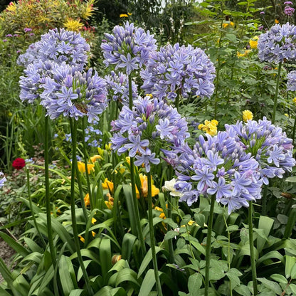 Agapanthus africanus 'Blue'