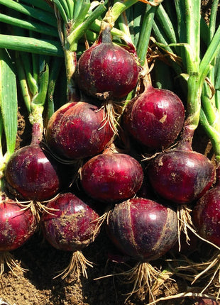 Onion Monastrell F1 Organic