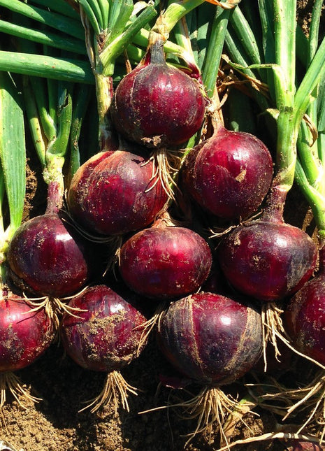 Onion Monastrell F1 Organic