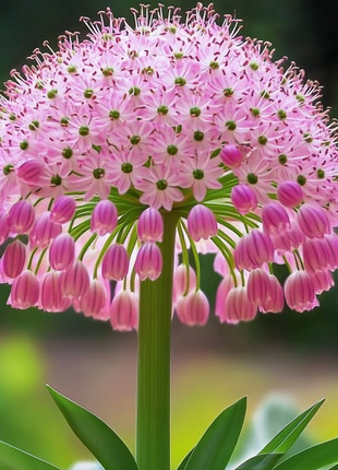 Giant Pink Lily-of-the-Valley 🌸✨