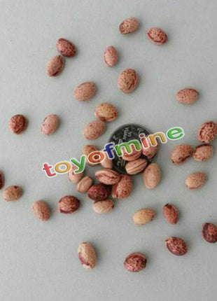 20PCS Cherry Bonsai Bonsai Tree Japanese New Blossoms Sakura seeds Flower Seeds