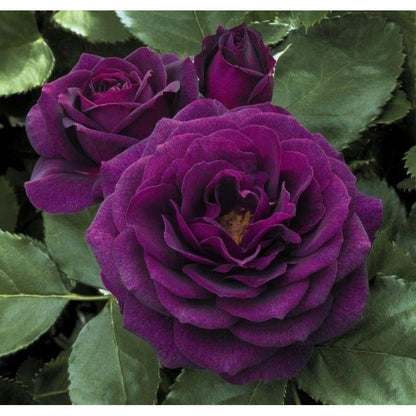 50pcs/Bag Climbing Rose Seeds