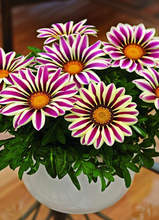 African Daisy Flowers - Gazania 50 Seeds