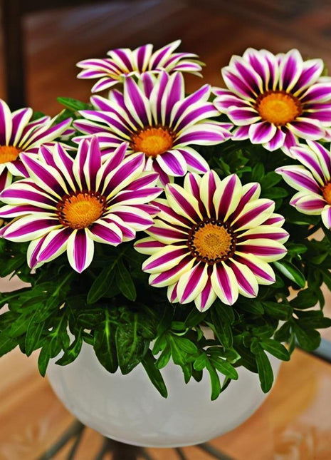 African Daisy Flowers - Gazania 50 Seeds