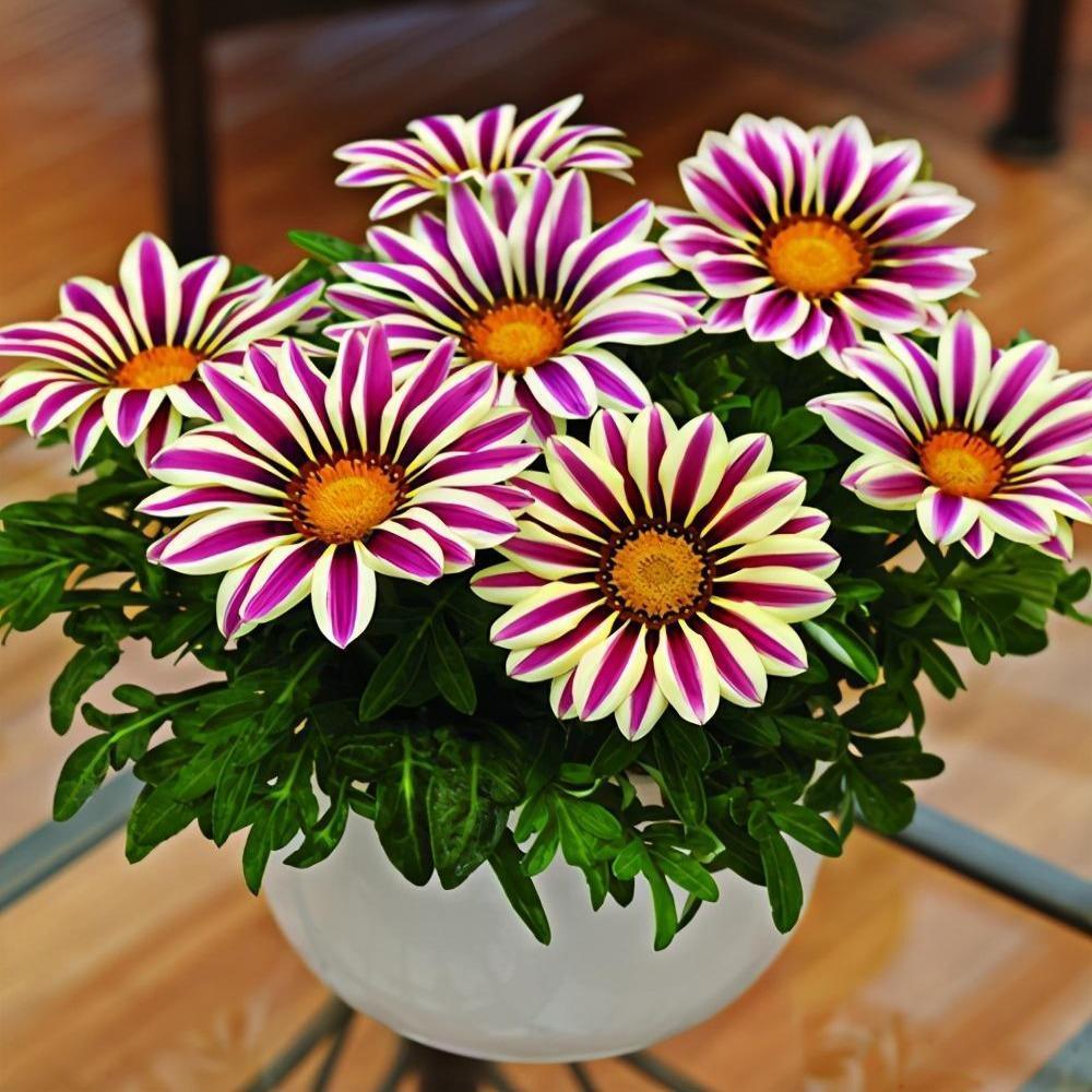 Medal Chrysanthemum Seeds - Flower of Glory