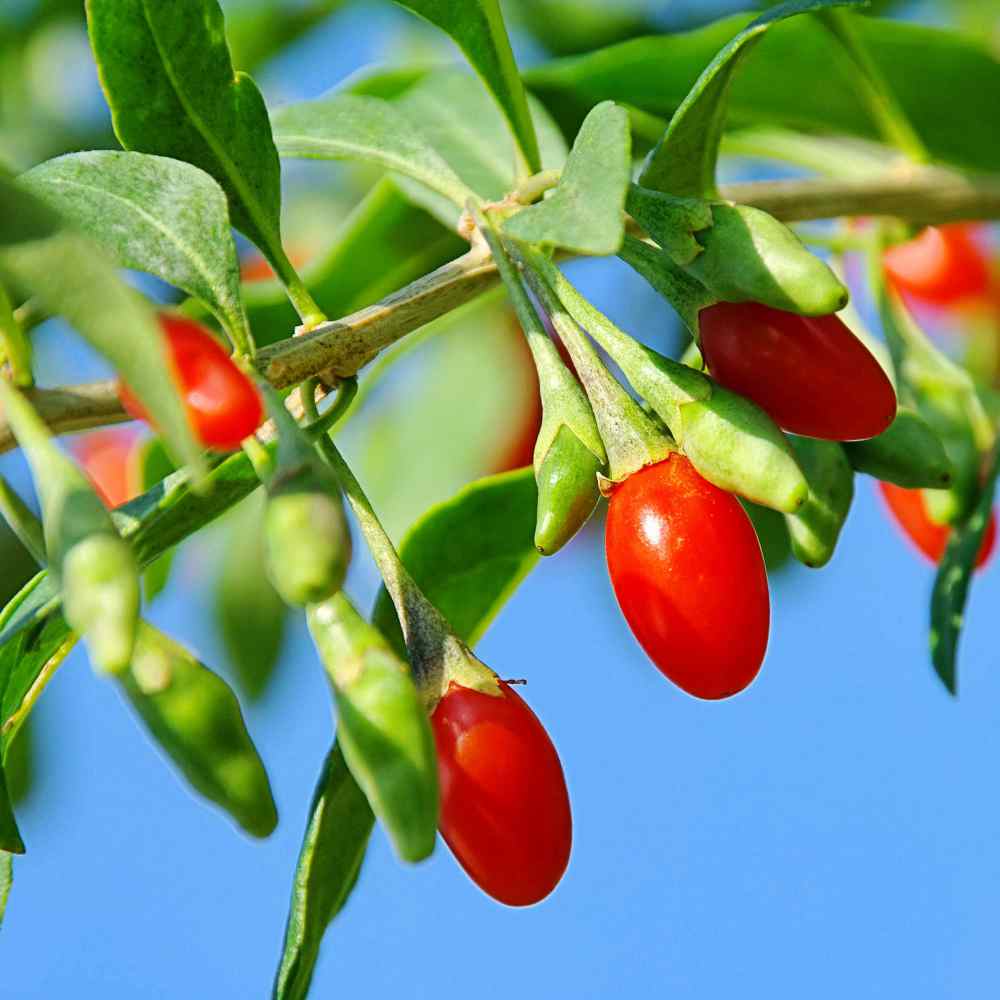 Wolfberry Seeds