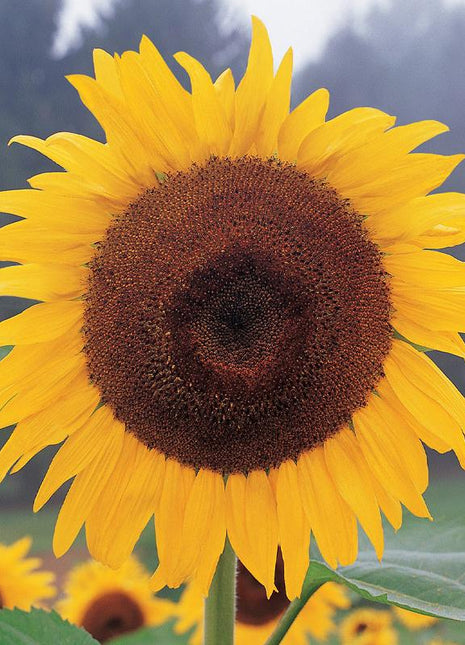 Sunflower, Kong Hybrid