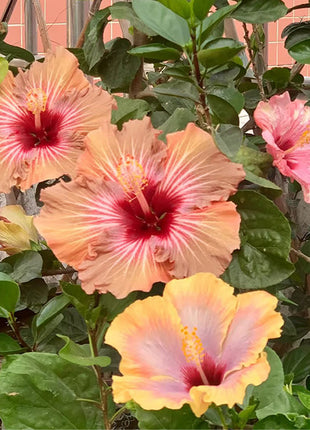 Mixed Giant Ombre Hibiscus Exotic Coral Flowers Seeds