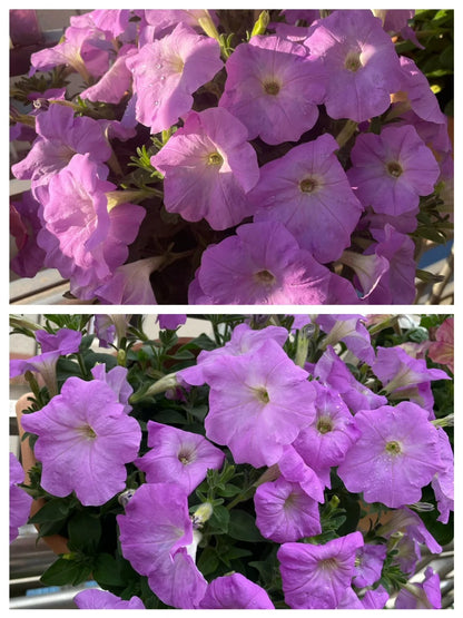 🌸The Latest Petunia Varieties In 2024