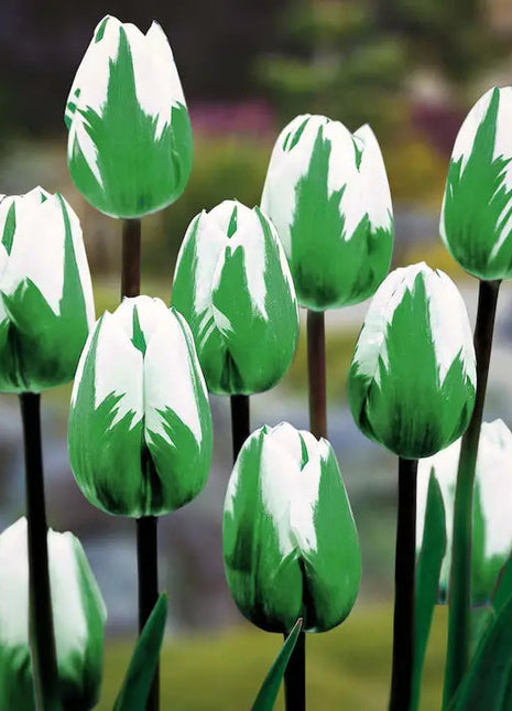 Bonsai Rare Color Tulip Seeds-Green