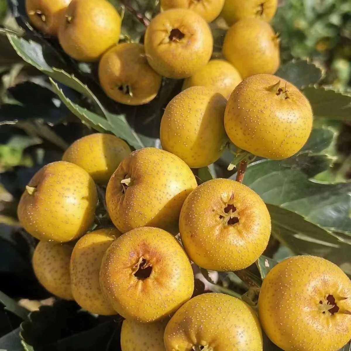 Hawthorn Seeds