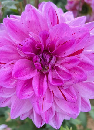 Mixture Dahlia Seeds