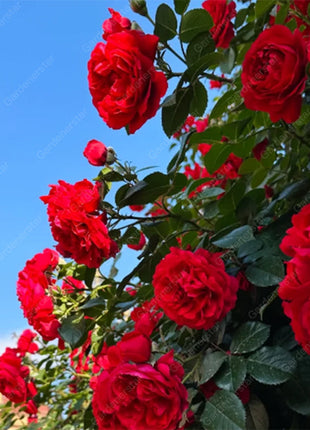 【 Repeat Blooming】🌹Climbing Rose Seeds - Luck Rises