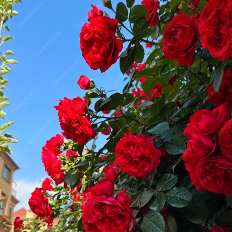【 Repeat Blooming】🌹Climbing Rose Seeds - Luck Rises