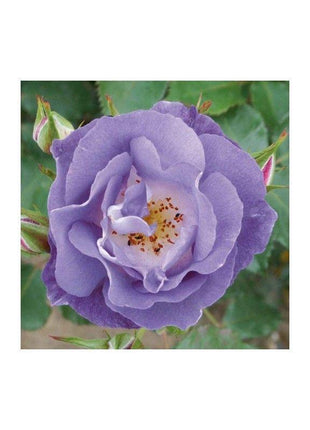50pcs/Bag Climbing Rose Seeds