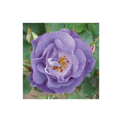 50pcs/Bag Climbing Rose Seeds