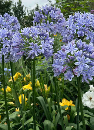 Agapanthus africanus 'Blue'