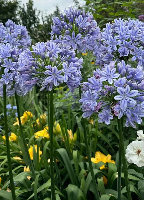 Agapanthus africanus 'Blue'