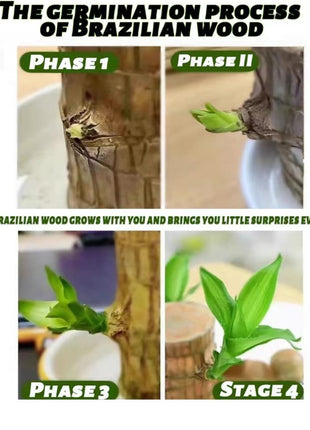 Goodbye Gift – Lucky Brazilian Wood Tree with Tray & Mystical Doll, Symbol of Distance and Lasting Bond