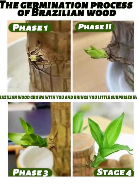 Charming Brazilian Wood with Ceramic Pot & Mysterious Doll – A Touch of Green and Magic for Your Home