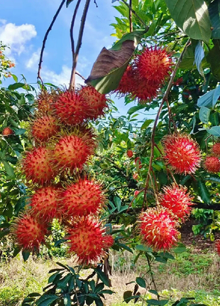 Garden Red Rambutan Fruit Seeds