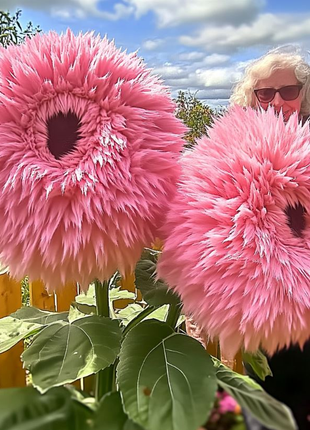 Giant Teddy Bear Sunflower Seeds